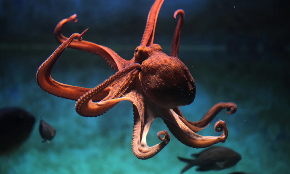 An octopus with curled tentacles swims underwater against a blue-green backdrop.