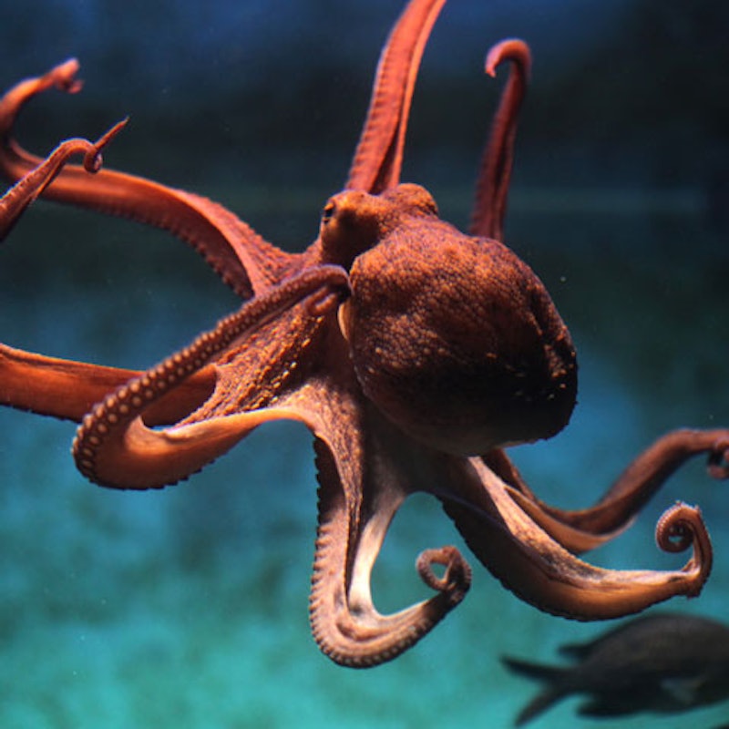 Biglietti per l'Acquario di Livorno Tiqets Biglietti per l'Acquario di Livorno Tiqets