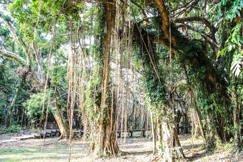 A forested area with large trees covered in hanging vines, sunlight filtering through the foliage, and a wooden structure in the background.