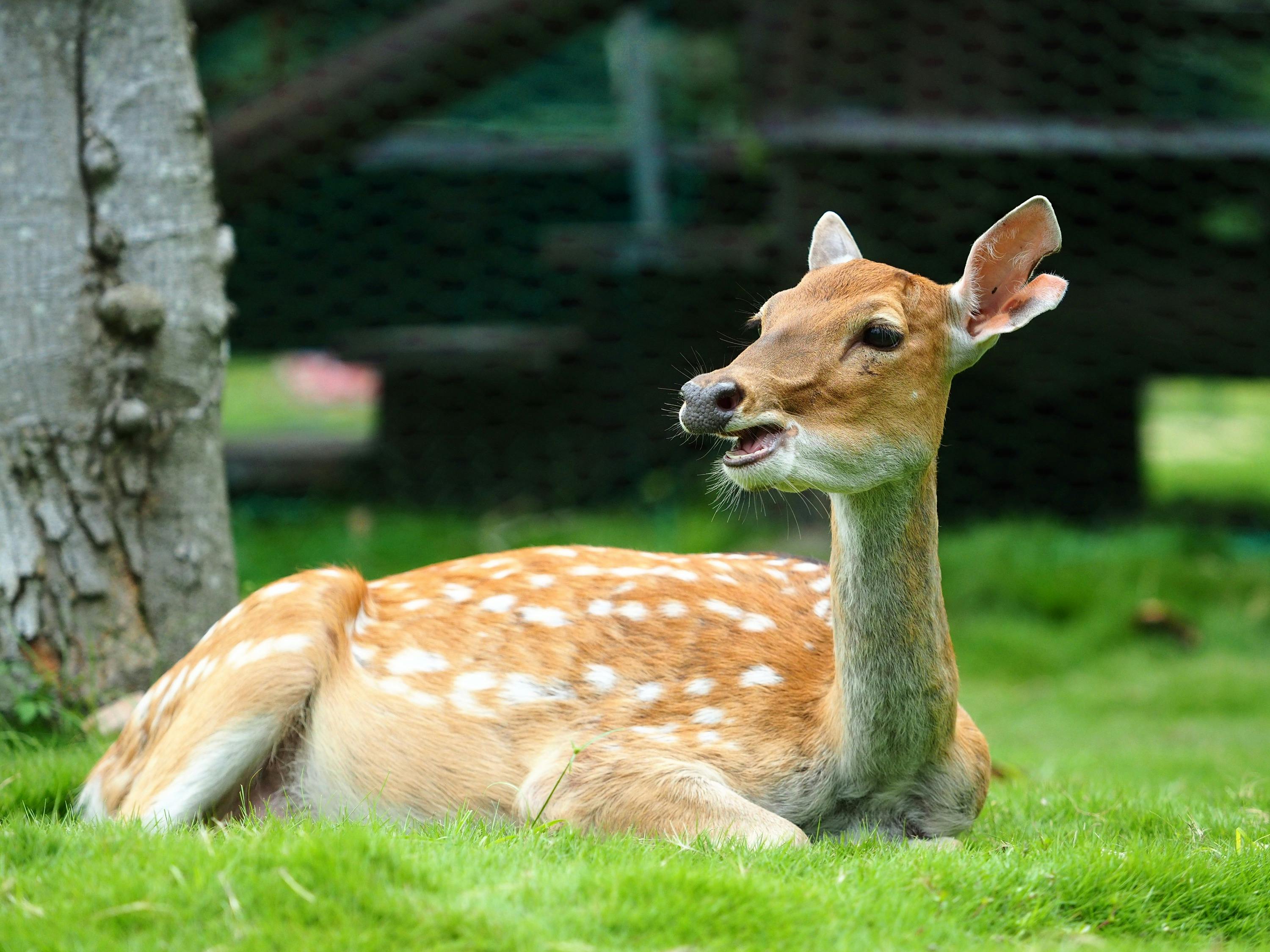 A spotted deer lying on green grass near a tree in an outdoor setting.