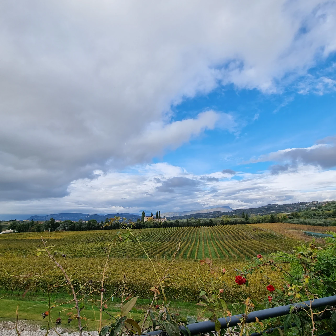 Lac de Garde : Dégustation de vin + visite du vignoble de Bardolino