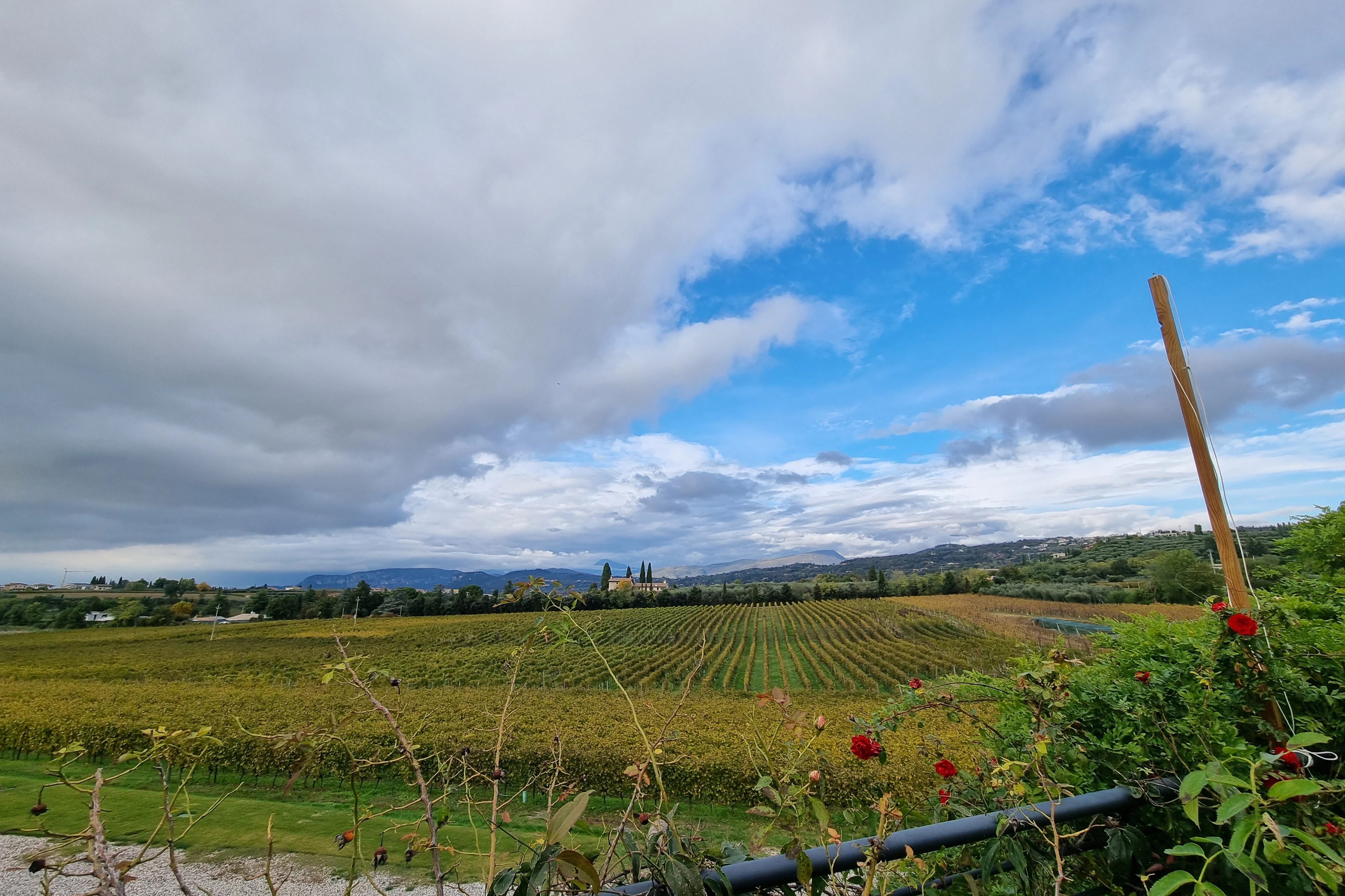 Lake Garda: Wine Tasting + Bardolino Vineyard Tour