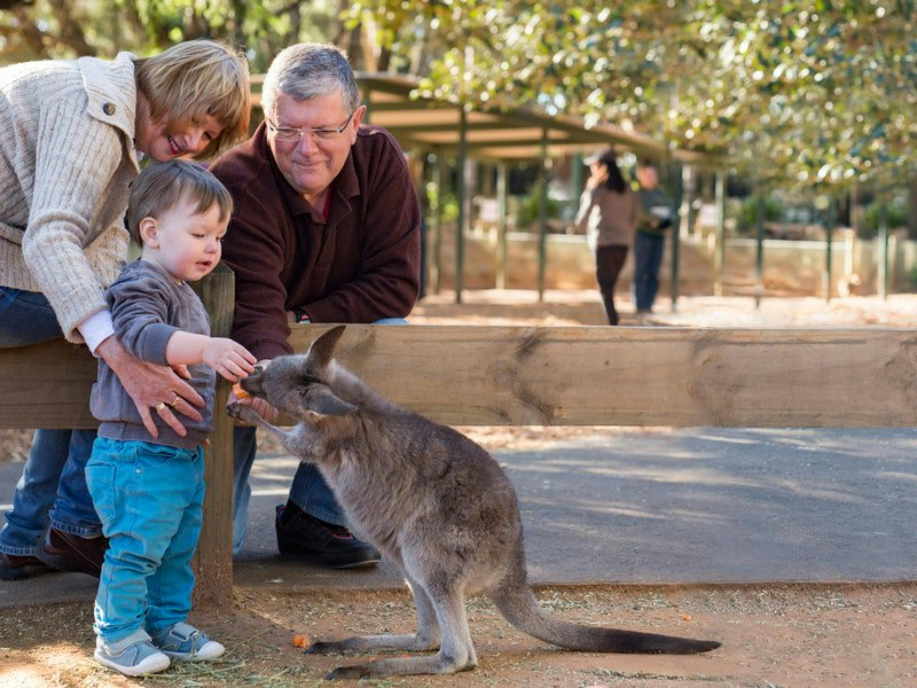A child and two adults feeding a kangaroo over a wooden fence in an outdoor setting with trees and pathways visible.