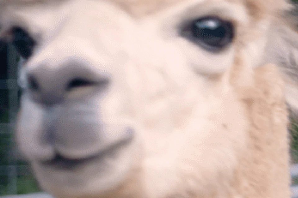 Alpacas