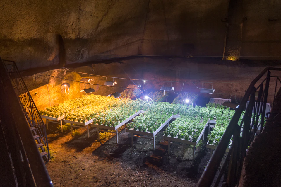 Indoor hydroponic garden in a cave, with multiple rows of plants growing under artificial lights.