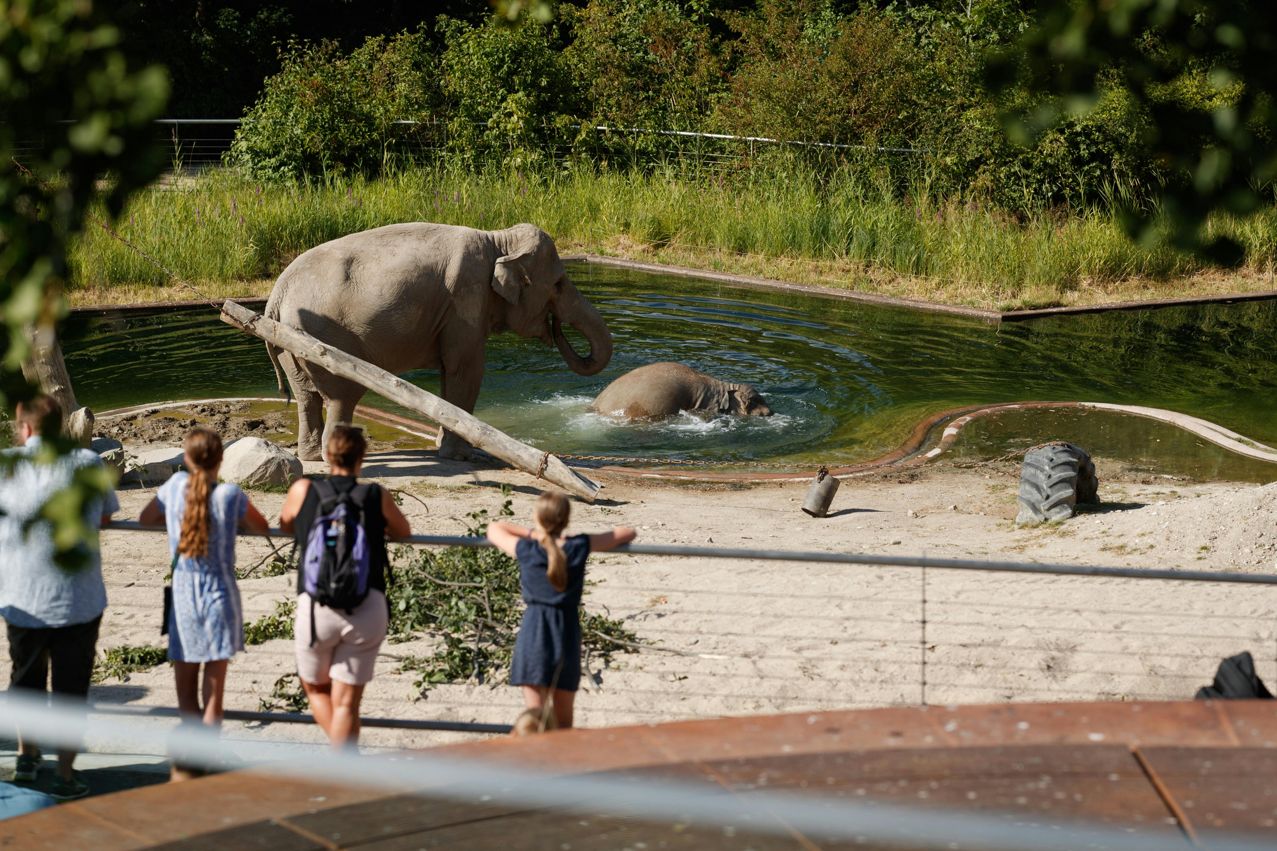 Ζωολογικός κήπος Κοπεγχάγης