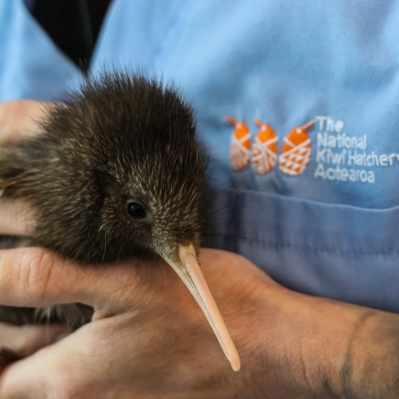 A person in a blue uniform holding a baby kiwi bird, with the uniform bearing the logo and text "The National Kiwi Hatchery Aotearoa."