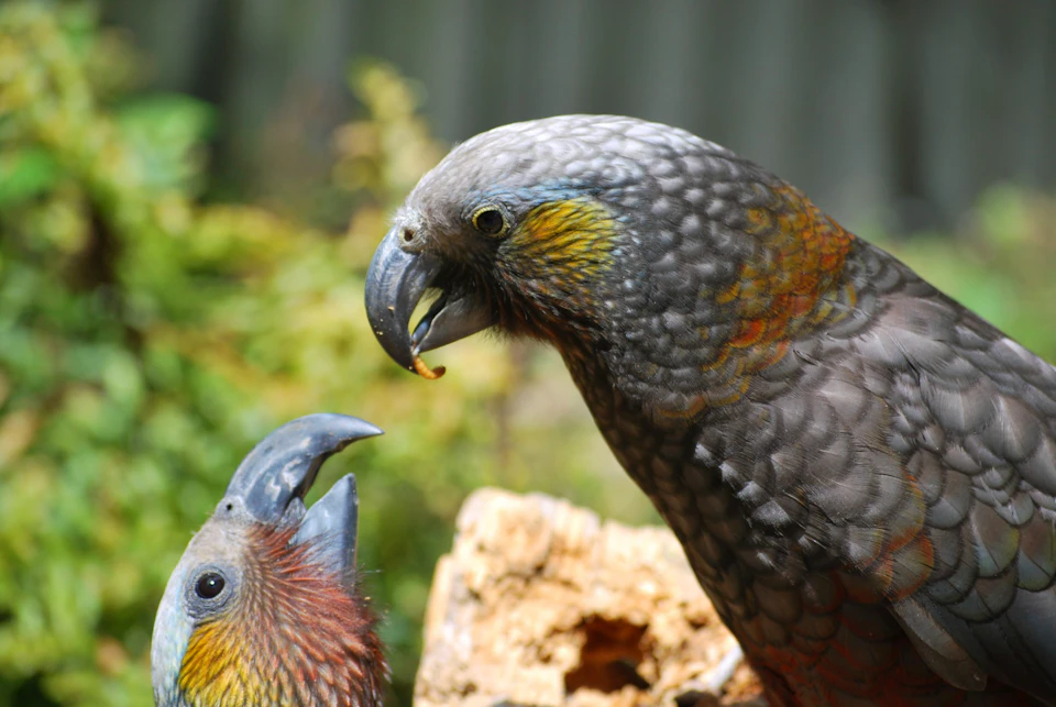 Two parrots interacting outdoors, one feeding the other. The birds have colorful plumage with green and orange accents.