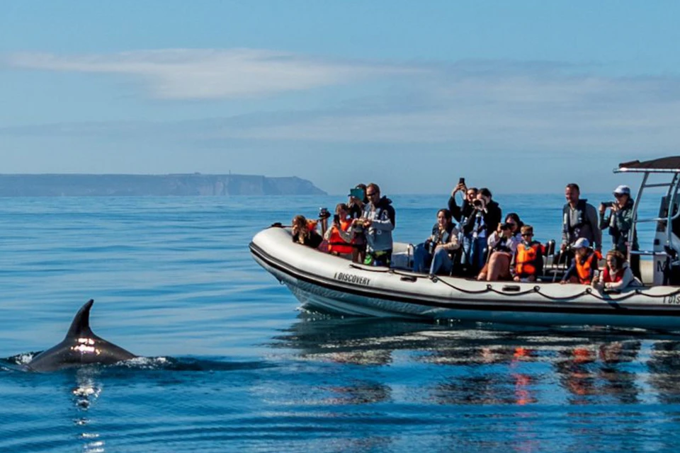 Dolphin watching Lisbon