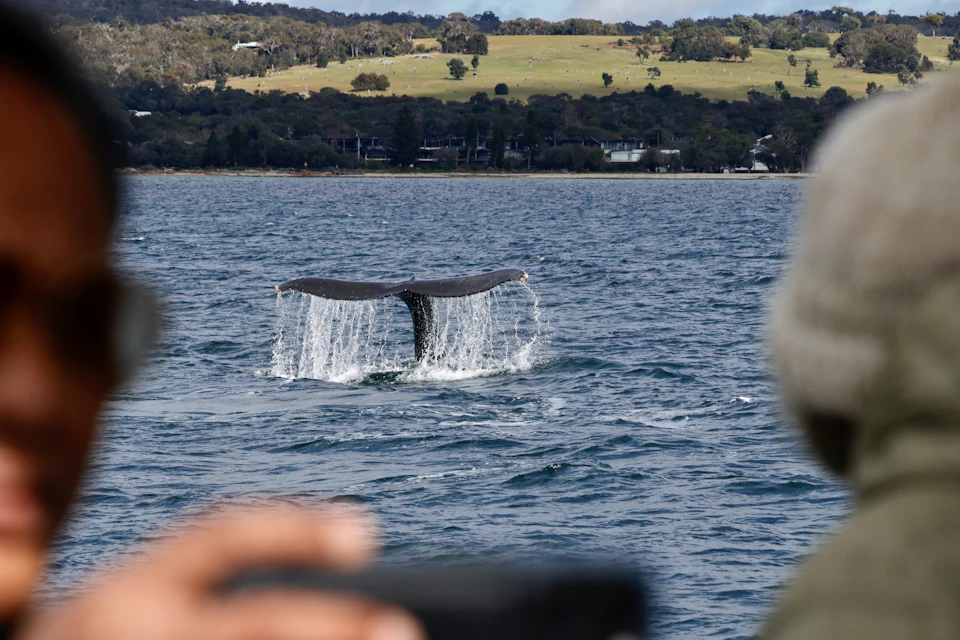 Tail Slapping in Geographe Bay