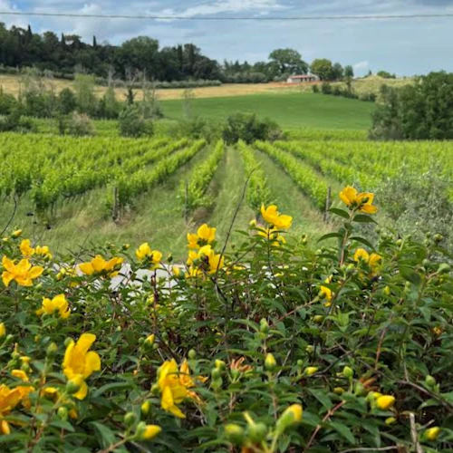 Tenuta La Viola: Guided Tour and Wine Tasting - Photo 2
