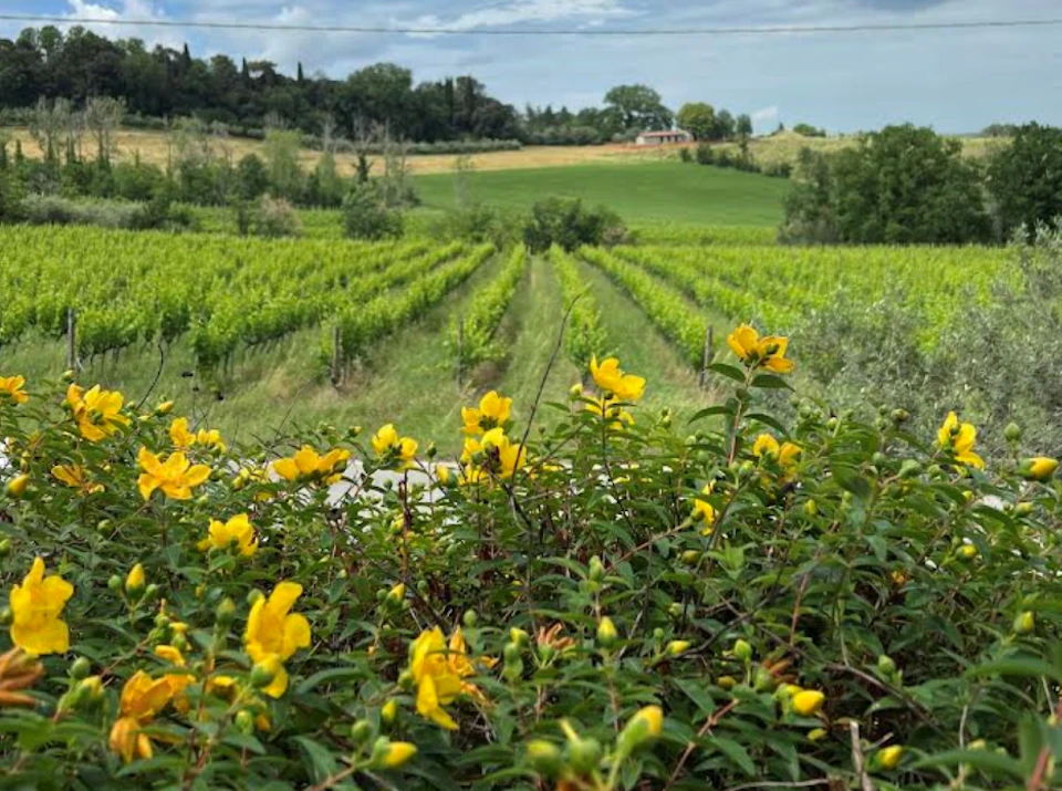 A lush vineyard with rows of grapevines, yellow flowers in the foreground, and a farmhouse surrounded by trees in the background.