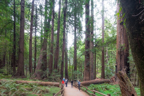 From San Francisco: Half Day Muir Woods Tour, Sausalito Tour and Bay Cruise