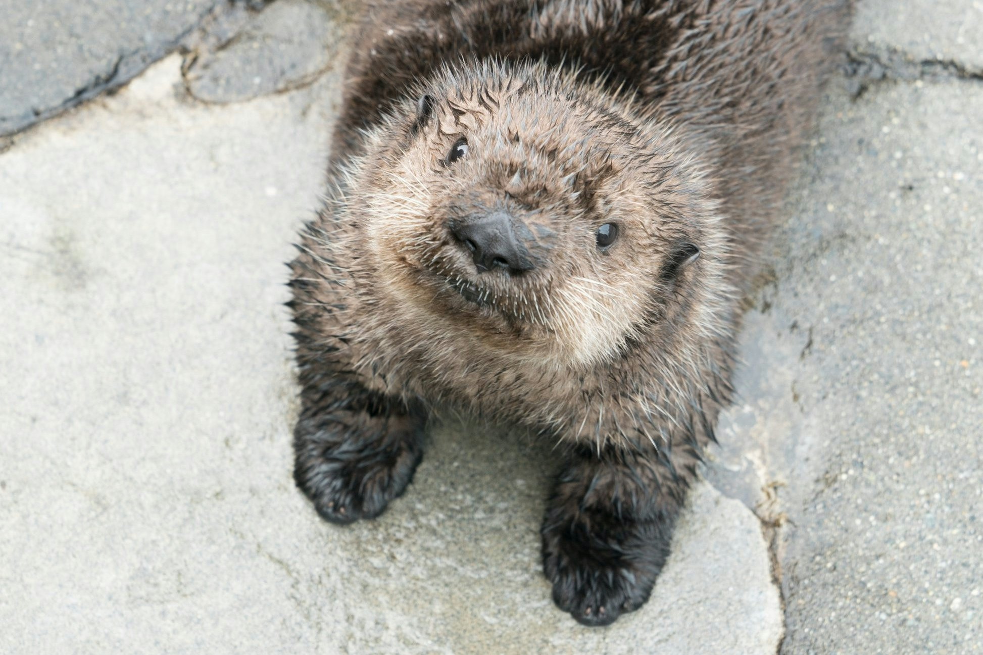 Vancouver Aquarium: All-Access Ticket