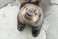 Sea Otter cuteness
