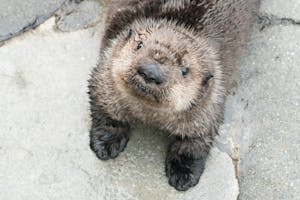 Aquarium: Tickets und Touren