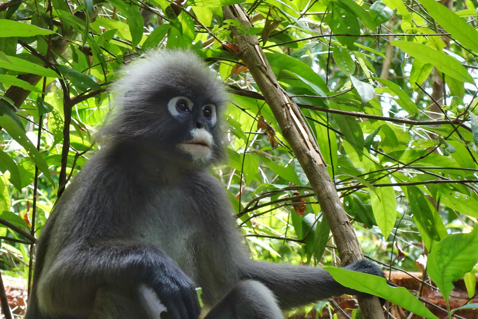 A gray monkey with white markings on its face sits among dense, green foliage, holding a branch.