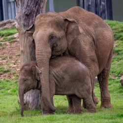 ZSL Whipsnade Zoo: Entry Ticket 3