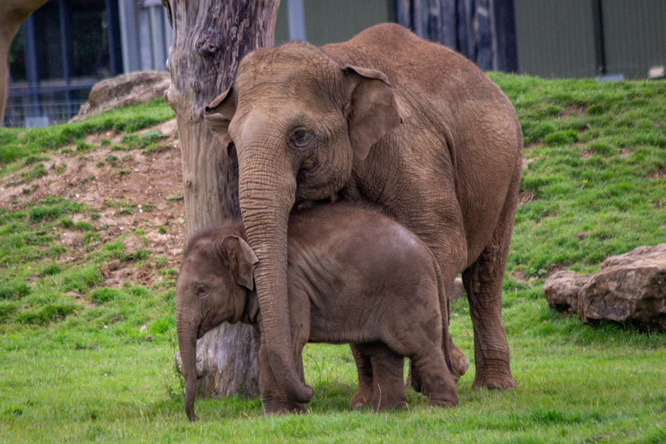 Asian elephants Mum Donna and baby Nang Phaya