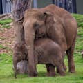 Elefantes asiáticos Mãe Donna e bebê Nang Phaya