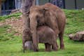 Elefanti asiatici Mamma Donna e il piccolo Nang Phaya