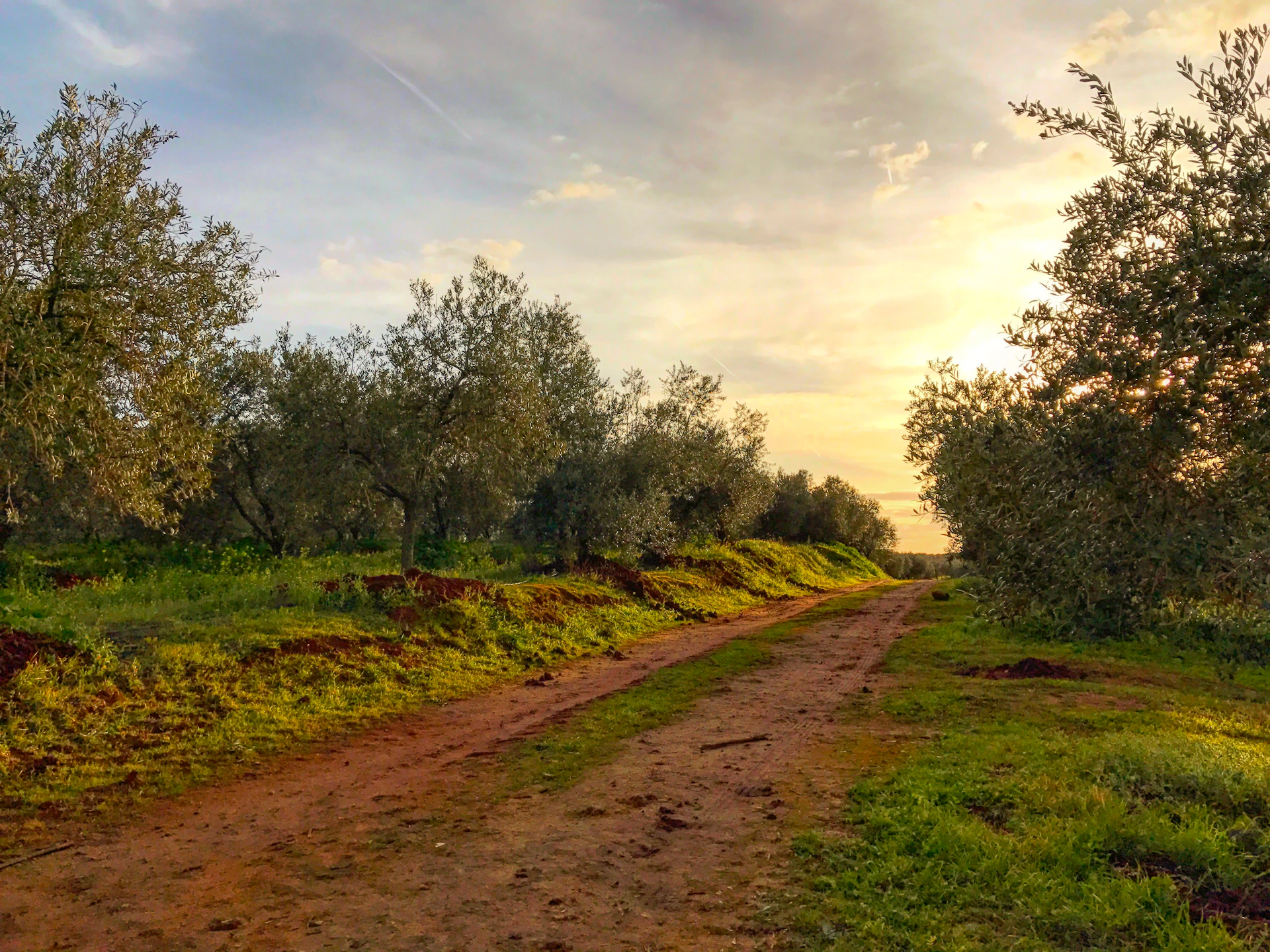 A dirt path winds through a grove of olive trees, with a sunset casting a warm light over the landscape.