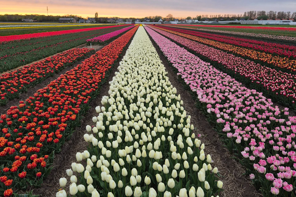 Rows of vibrant tulips in various colors stretch into the distance under a sunset sky.