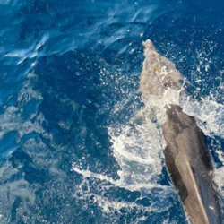 Marsa Alam: Overnight Stay at Sataya Dolphin House + Snorkeling 2