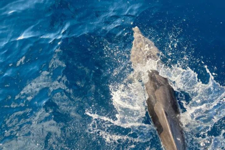 Dolphins run with our boat in Marsa Alam.