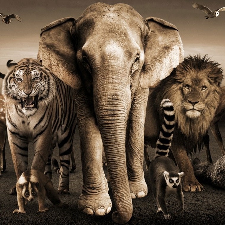 Um grupo de animais, incluindo um elefante, um tigre, um leão, um lémure e uma coruja, estão juntos sob um céu em tons de sépia.