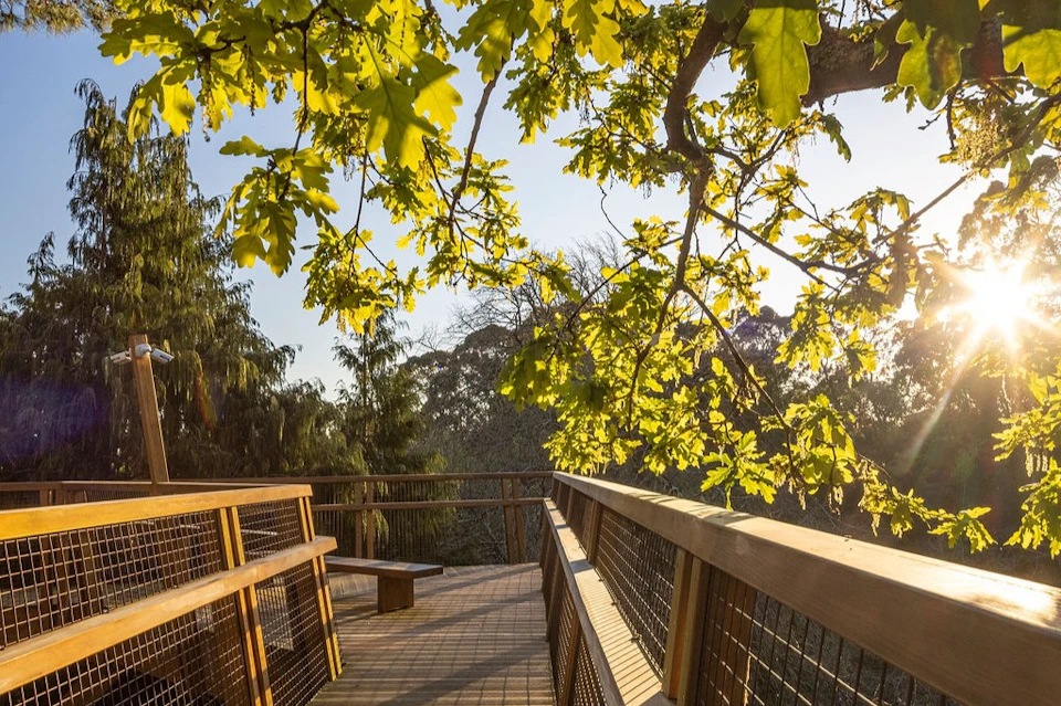 Treetop Walk