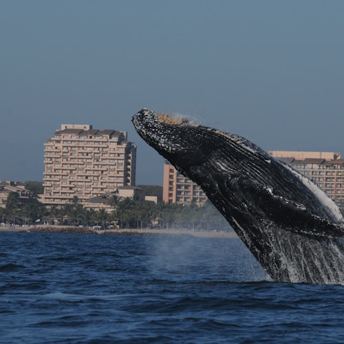 Whale Watching Puerto Vallarta & Riviera Nayarit