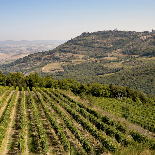 Propriedade da vinícola Corte Pavone: Piquenique com vinho e comida + visita guiada ao vinhedo - Photo 8