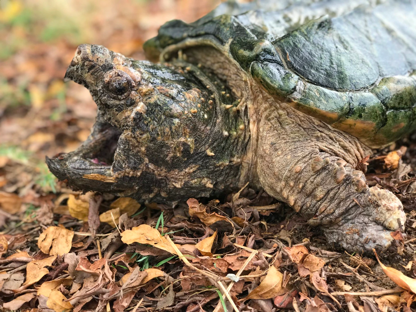 A close-up of a snapping turtle on dry leaves, mouth open, showing its textured skin and shell.