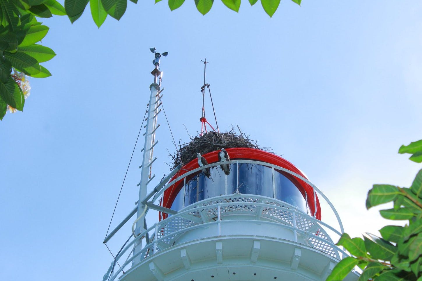 The top of a white lighthouse with a red dome and a large bird nest on top. Two birds are perched on the railing.