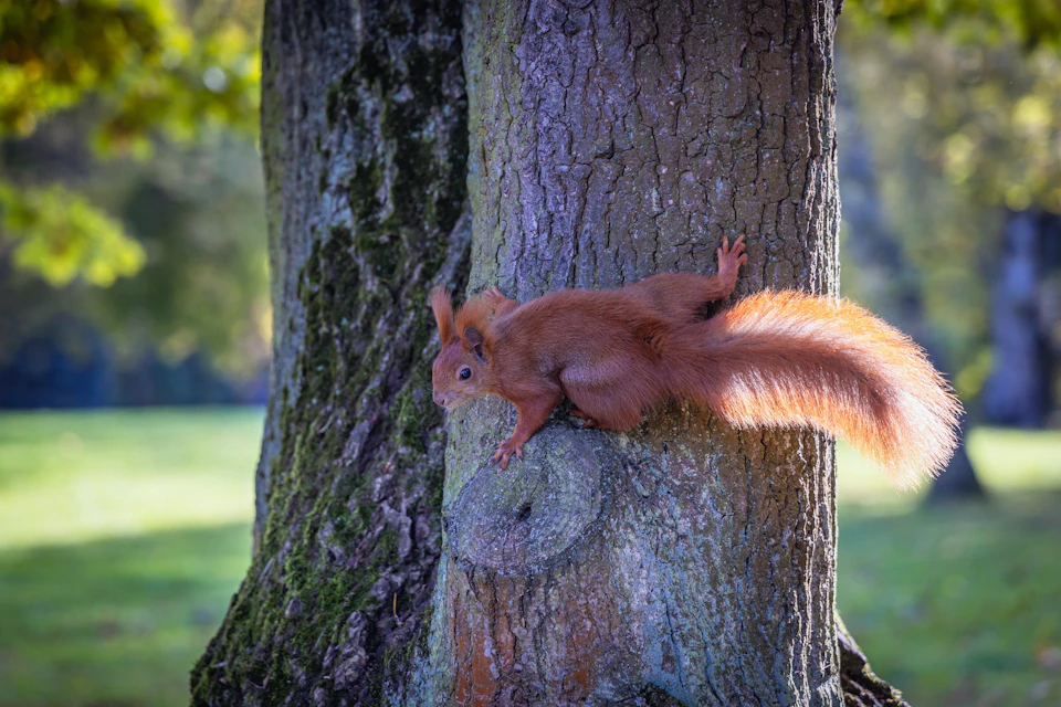 Squirrel