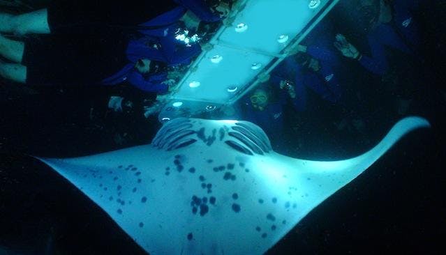 Aventura de mergulho com snorkel noturno com raias-manta - Photo 4