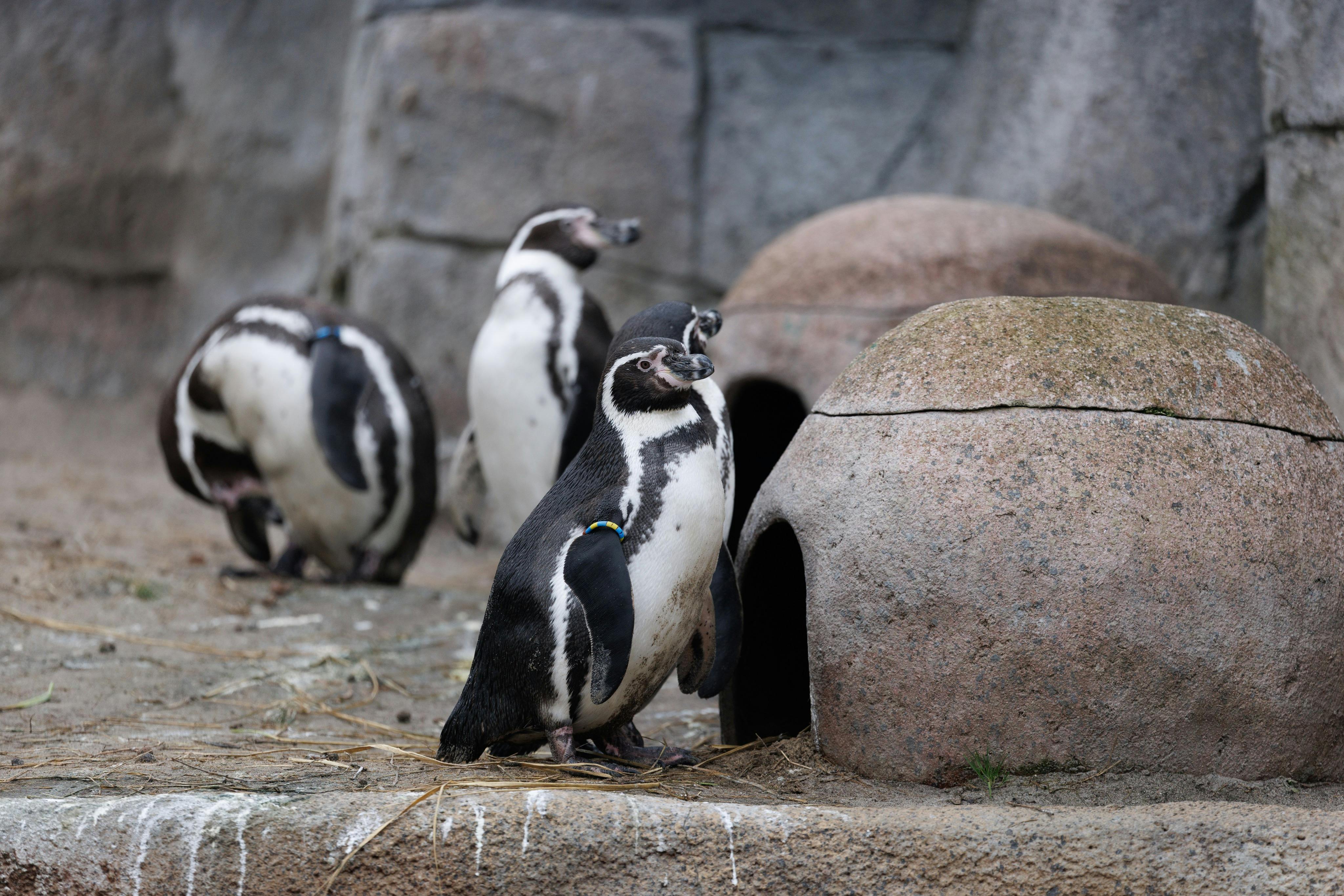 哥本哈根动物园