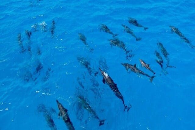 Δελφίνι Marsa Alam