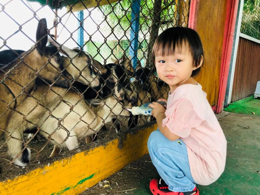 Keda Goat Farm Yilan: Entry Ticket + Animal Feeding + Ceramic Painting Experience