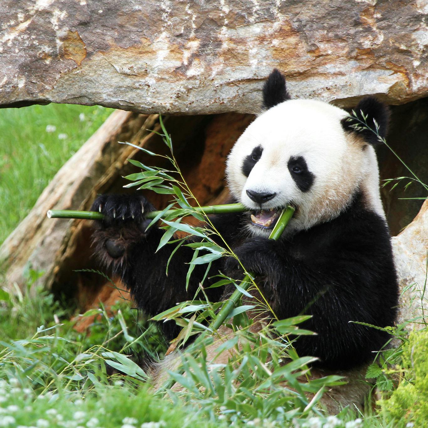 A panda sits among greenery, holding bamboo stems with both front paws, while chewing on one. Large rock formation in the background.