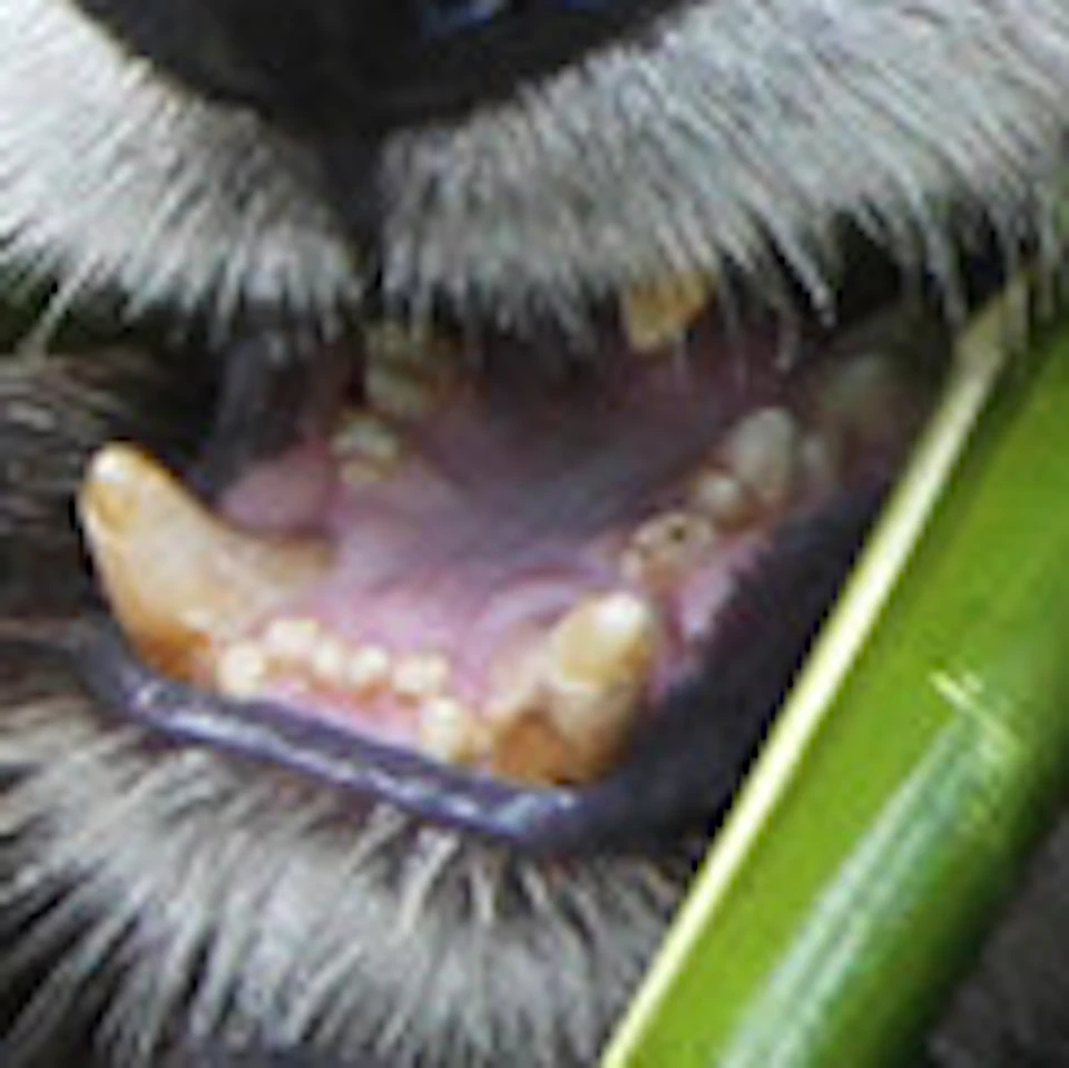 A panda sits among greenery, holding bamboo stems with both front paws, while chewing on one. Large rock formation in the background.