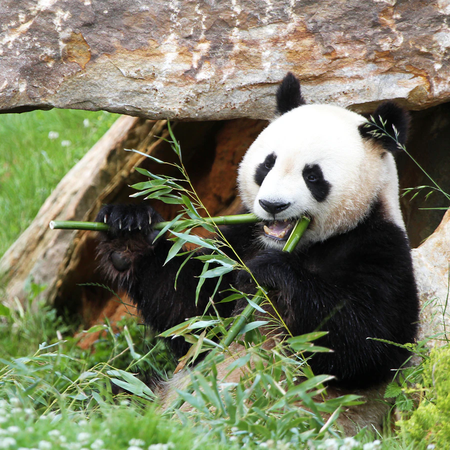 聖艾尼昂博瓦爾動物園門票