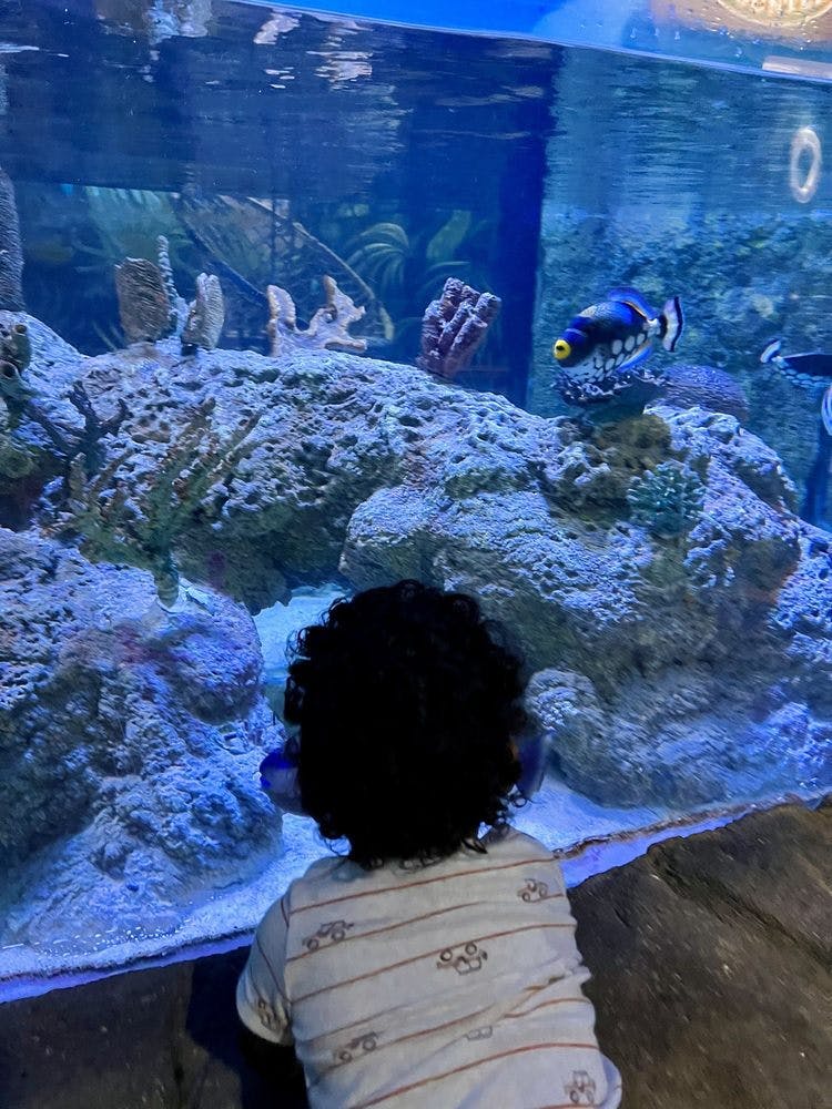 Un nen amb el cabell arrissat observa peixos i coralls dins d'un aquari.