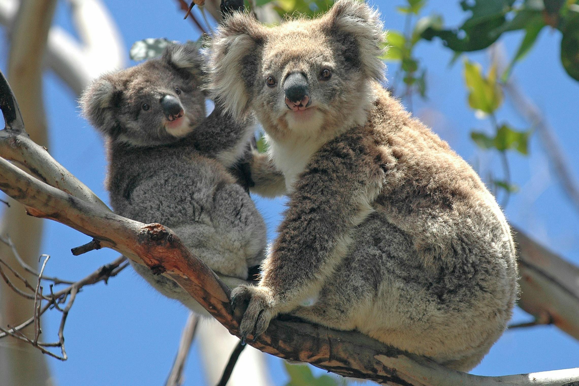 Deux koalas assis sur une branche d'arbre, un adulte et un jeune, avec des feuilles vertes et un ciel bleu en arrière-plan.