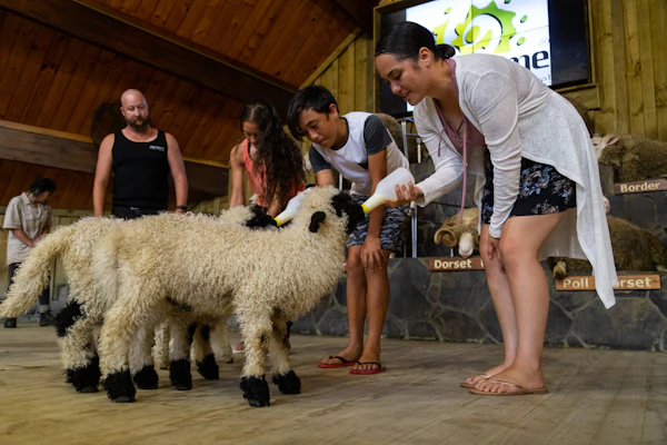 Agrodome Rotorua :农场表演+参观门票 | 在线预订