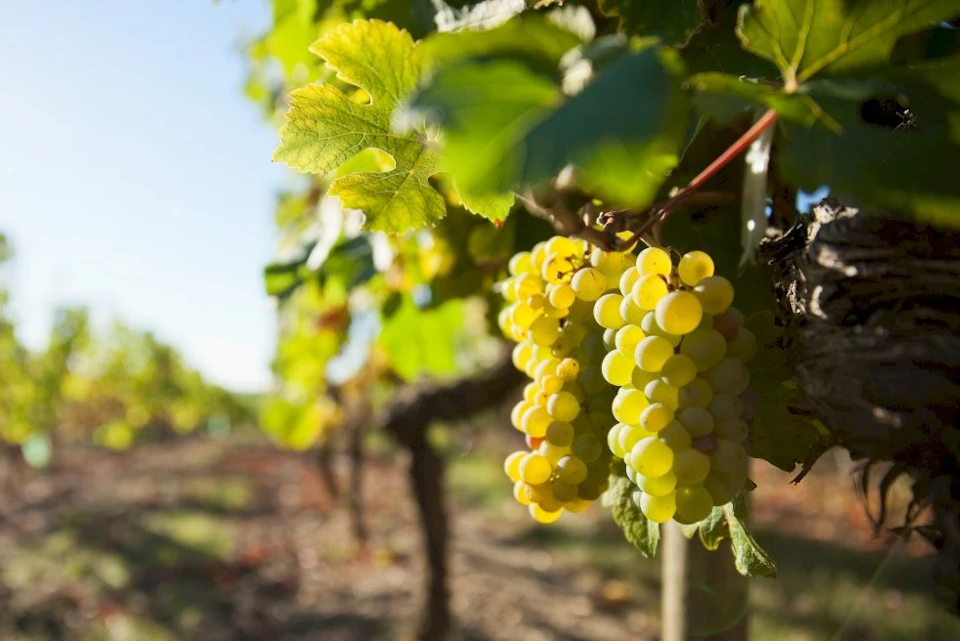 Vouvray