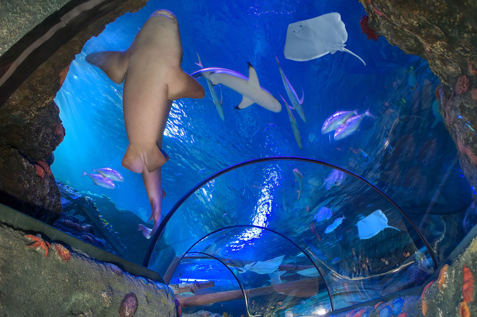 Sea Life Aquarium — 1