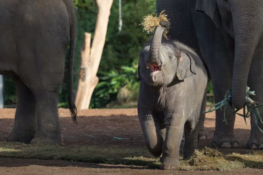 Зоопарк Таронга