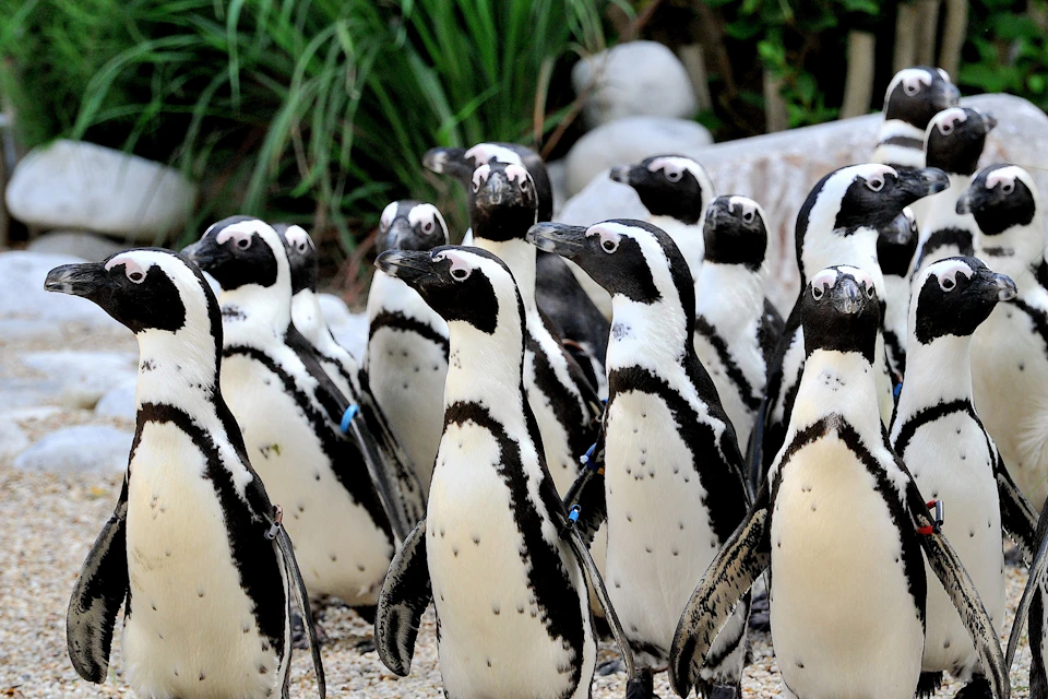 A group of penguins standing together on a rocky surface with greenery in the background.